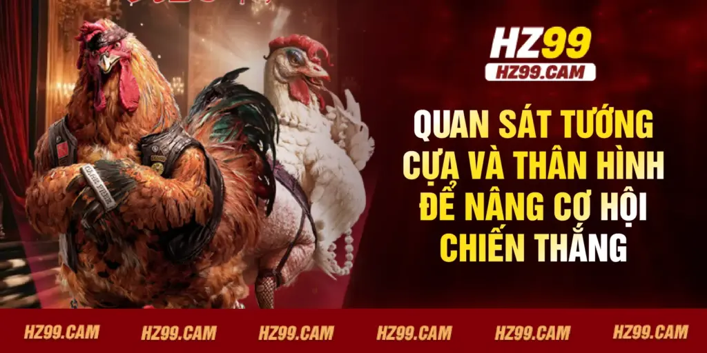 Quan sát tướng cựa và thân hình để nâng cơ hội chiến thắng